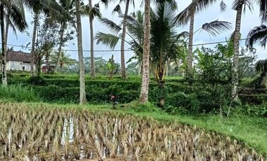 Land for leasehold with rice field view in Kelusa near Ubud Bali