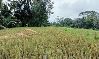 Land for leasehold with rice field view in Kelusa near Ubud Bali