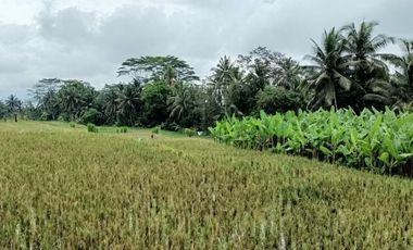 Land for leasehold with rice field view in Kelusa near Ubud Bali