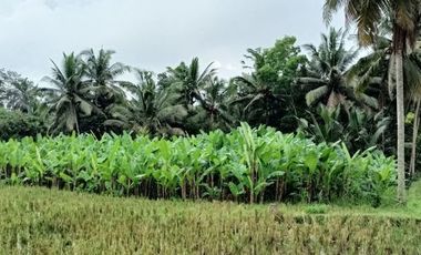 Land for leasehold with rice field view in Kelusa near Ubud Bali