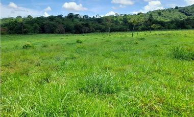 VENDO 90 HECTAREAS CON AGUA VIVA GUALACA