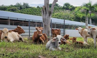 RANCHO EN VENTA EN TLALTIZAPAN ZARAGOZA MORELOS