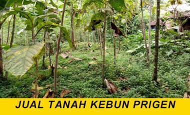 1000 Pohon Sengon DLL Investasi Tanah Kebun Prigen