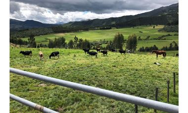VENDO QUINTA GANADERA A 5 MINUTOS DE CAYAMBE