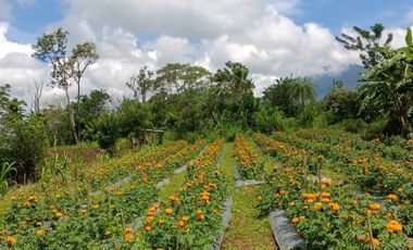 Land with views of valleys and mountains suitable for camping ground near Bedugul Bali