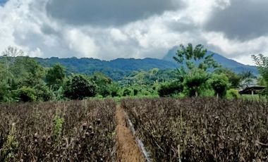 Land with views of valleys and mountains suitable for camping ground near Bedugul Bali