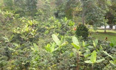 Maat vende finca en Villeta San Isidroi 12 Hectareas, $360 Millones