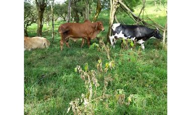 Venta de Finca en La Pintada