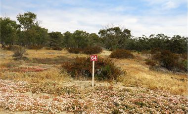 TONGOY IV REGION, HUMEDAL,VENTA DE TERRENOS