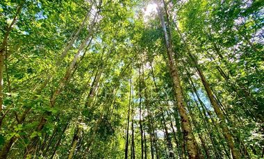 Parcela en Venta en Camino Villarrica - Lican Ray