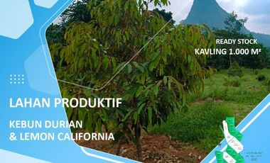 Jual Tanah Kebun Produktif Murah Pancaniti Bogor