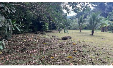 Terreno 6,101 m2 en venta - Tarapoto - San Antonio de Cumbaza