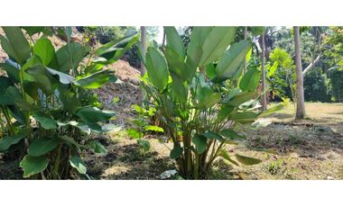 Terreno 6,101 m2 en venta - Tarapoto - San Antonio de Cumbaza