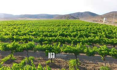 8 A 38 HA. VIÑEDO PRODUCIENDO EN  VALLE DE GUADALUPE !! OPORTUNIDAD!!