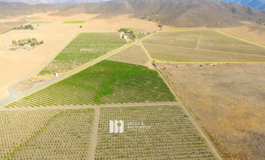 8 A 38 HA. VIÑEDO PRODUCIENDO EN  VALLE DE GUADALUPE !! OPORTUNIDAD!!