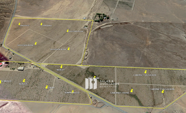 8 A 38 HA. VIÑEDO PRODUCIENDO EN  VALLE DE GUADALUPE !! OPORTUNIDAD!!