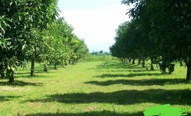 Beautiful Mango Farm and Rice Field in Tarlac Now for Sale!