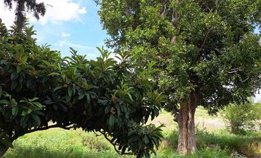 RANCHO EN VENTA, CAÑON DEL PALO DE AGUA, ARTEAGA.