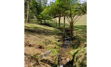 Lote en Venta con Bosque y dos Explanaciones