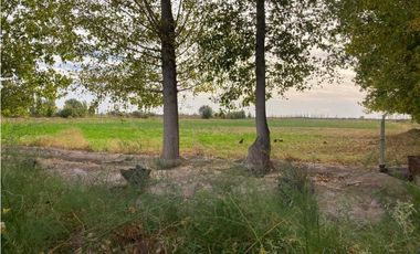 INMOBILIARIA MENDOKEY VENDE FINCA 50HAS EN LA DORMIDA, SANTA ROSA-MZA.