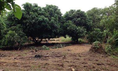 BEAUTIFUL 4 RAI OF LAND IN THE SERENE SETTING OF SANKAMPHAENG