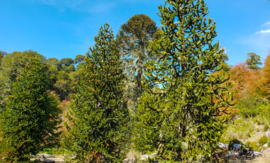 Agrícola en Venta en 4f75+9p Melipeuco