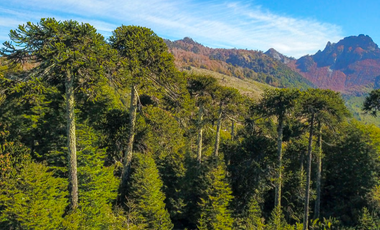 Agrícola en Venta en 4f75+9p Melipeuco