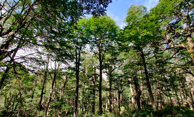 Agrícola en Venta en 4f75+9p Melipeuco