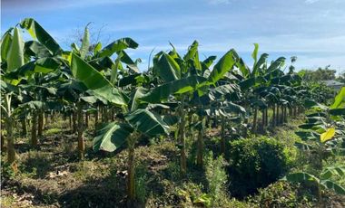 VENDO FINCA DE 05 HECTAREAS EN BOCAS DEL TORO
