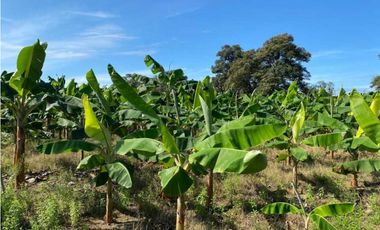 VENDO FINCA DE 05 HECTAREAS EN BOCAS DEL TORO