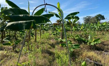 VENDO FINCA DE 05 HECTAREAS EN BOCAS DEL TORO