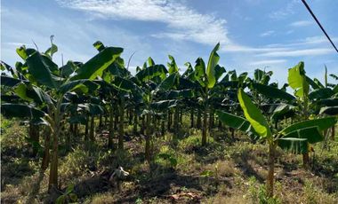 VENDO FINCA DE 05 HECTAREAS EN BOCAS DEL TORO
