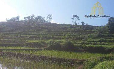 tanah sawah produktif bagus untuk investasi | YENNITRIMURTI