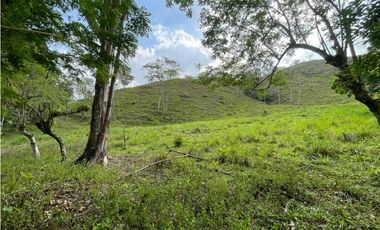 Se Vende Finca de 134 has en La Chorrera; Limite