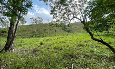 Se Vende Finca de 134 has en La Chorrera; Limite