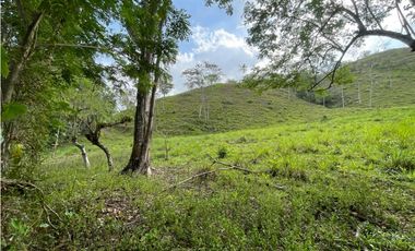 Se Vende Finca de 134 has en La Chorrera; Limite