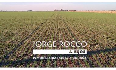 Campo en venta en Ranchos. 135 Has mixto