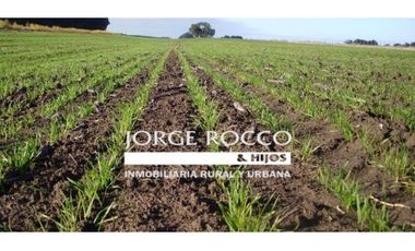 Campo en venta en Ranchos. 135 Has mixto