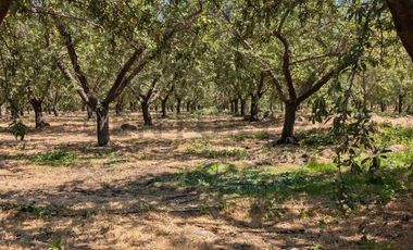 Parcela de agrado con Casa y Plantacion de Almendros