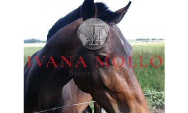 CHACRA EN VENTA GRAL. MADARIAGA LOS PATOS