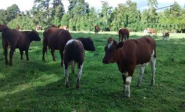 Agrícola en Venta en Camino a Río Frío, 110 Hectáreas