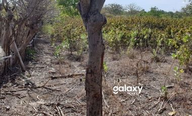 DIJUAL TANAH PULAU MOYO SUMBAWA LABUAN AJI NUSA TENGGARA BARAT