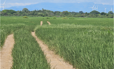 Se Vende Finca de 158  Hectáreas en Antón Provincia de Coclé