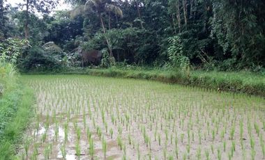 land for sale view jungle & rice field at payangan ubud bali