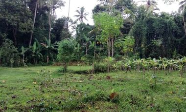 land for sale view jungle & rice field at payangan ubud bali