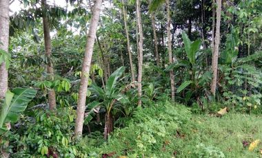 land for sale view jungle & rice field at payangan ubud bali