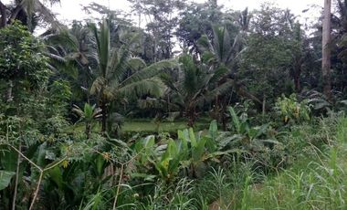 land for sale view jungle & rice field at payangan ubud bali