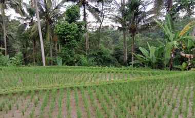 land for sale view jungle & rice field at payangan ubud bali