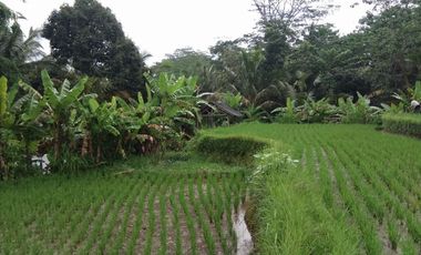land for sale view jungle & rice field at payangan ubud bali