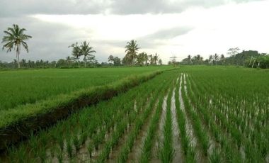 land for sale view jungle & rice field at payangan ubud bali